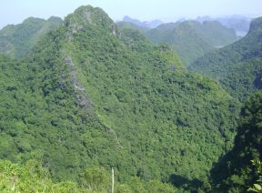 Rừng Quốc Gia Cát Bà