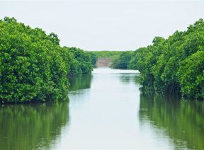 Rừng Quốc Gia Cát Bà