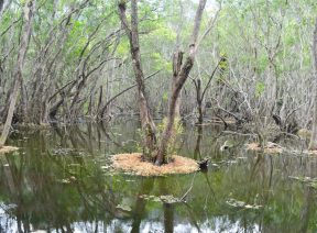 Rừng Quốc Gia Cát Bà