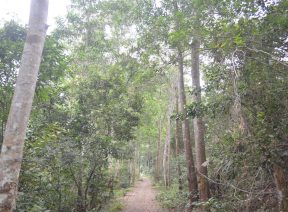 Rừng Quốc Gia Cát Bà