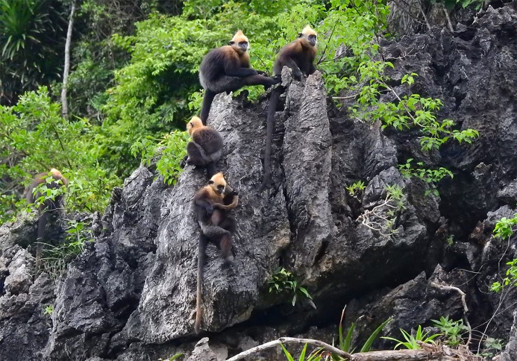 Voọc Cát Bà (Cat Ba Langur)